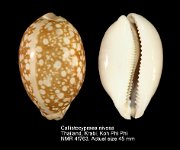 Callistocypraea nivosa (7)